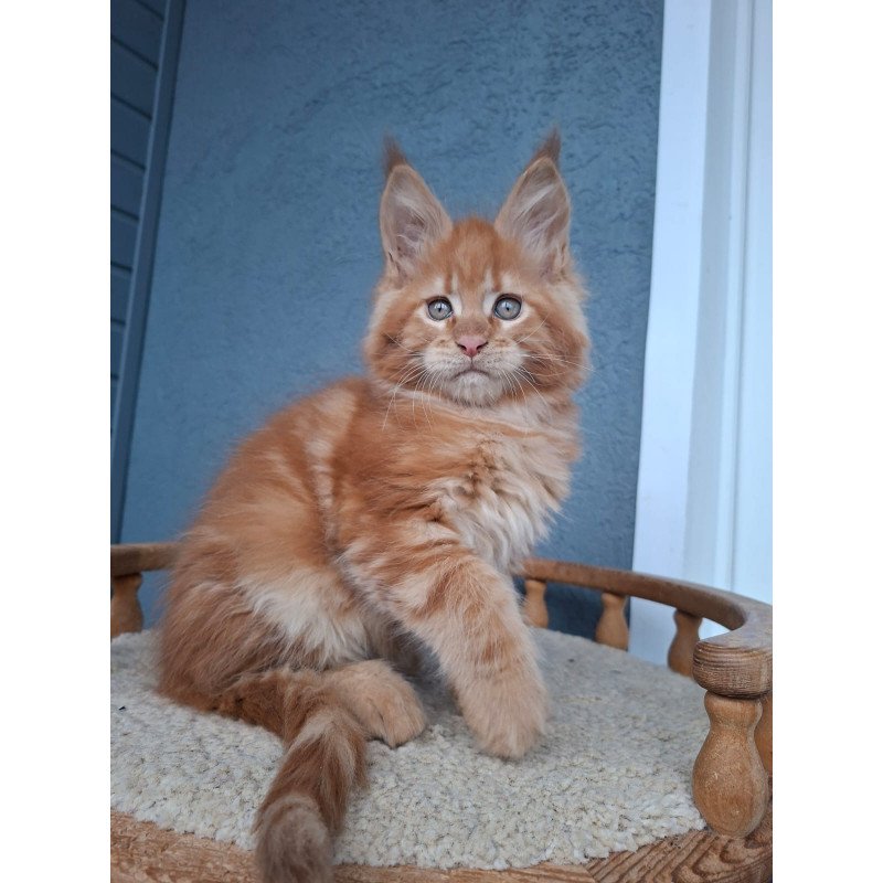 Maine Coon EZ Zenit