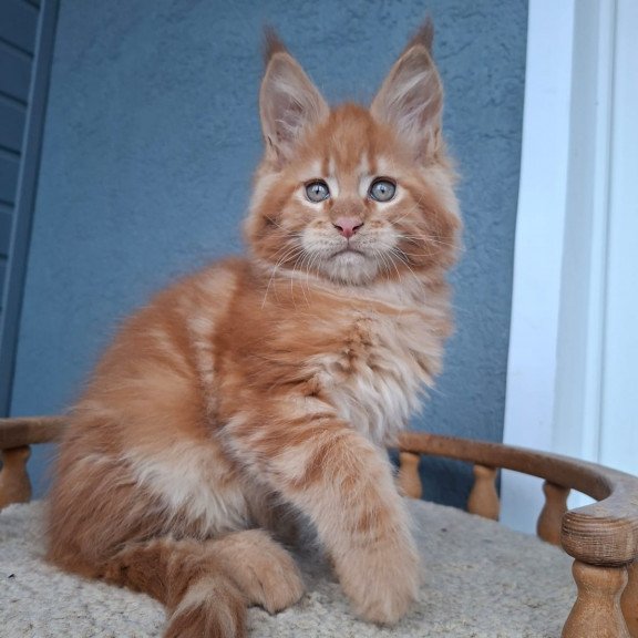 Maine Coon EZ Zenit