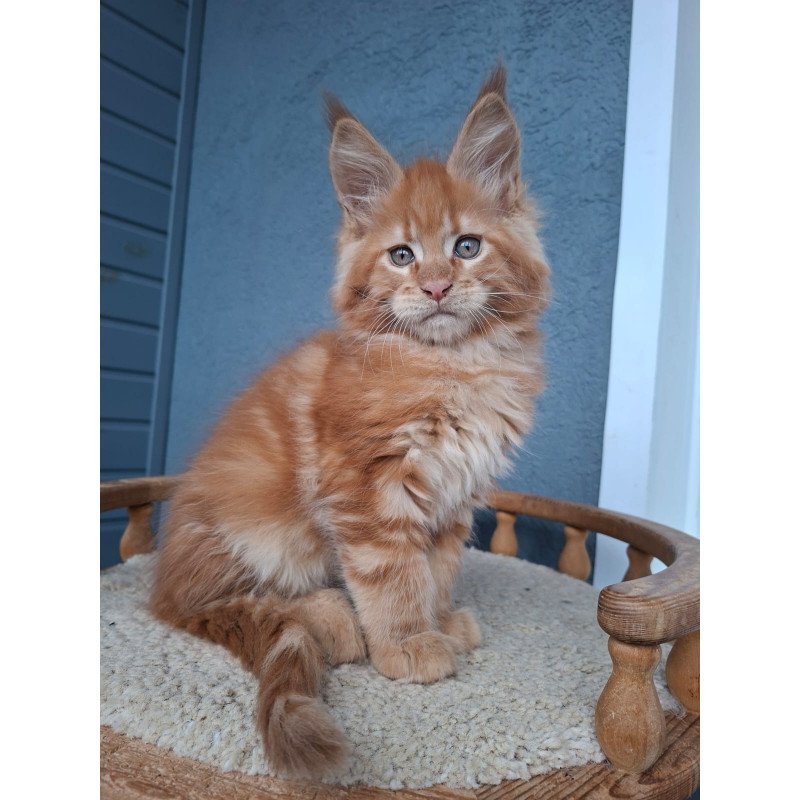 Maine Coon EZ Zenit