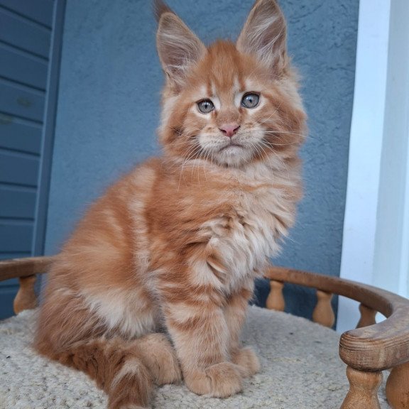 Maine Coon EZ Zenit