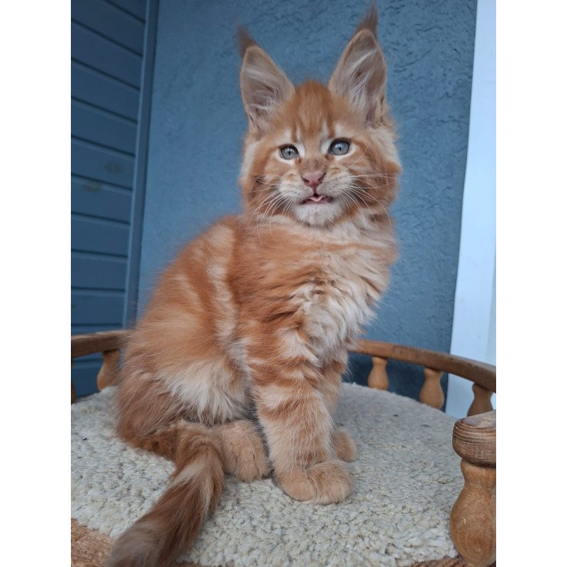 Maine Coon EZ Zenit