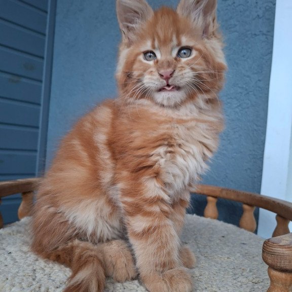 Maine Coon EZ Zenit