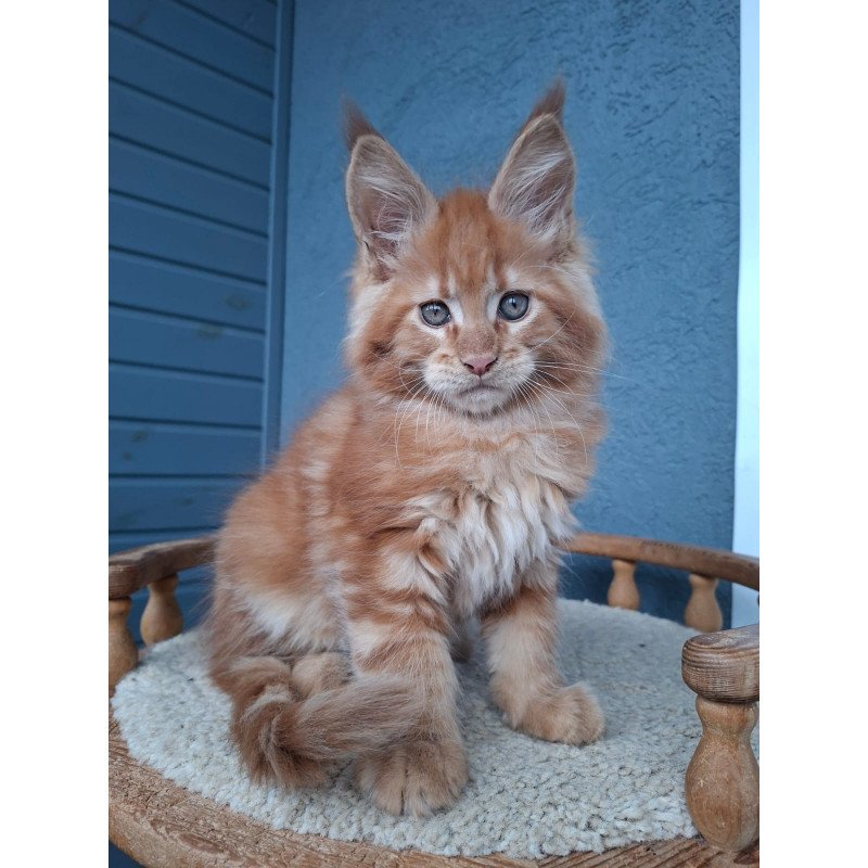 Maine Coon EZ Zenit