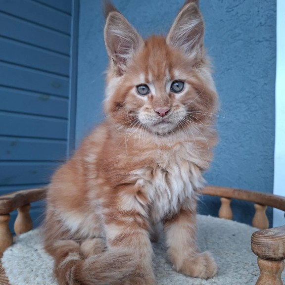 Maine Coon EZ Zenit