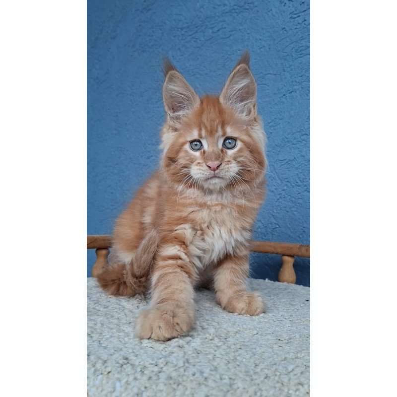 Maine Coon EZ Zenit
