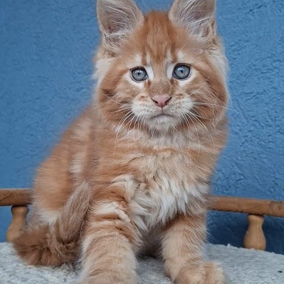 Maine Coon EZ Zenit