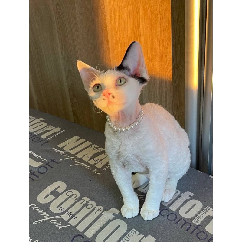 Devon Rex M Bucks