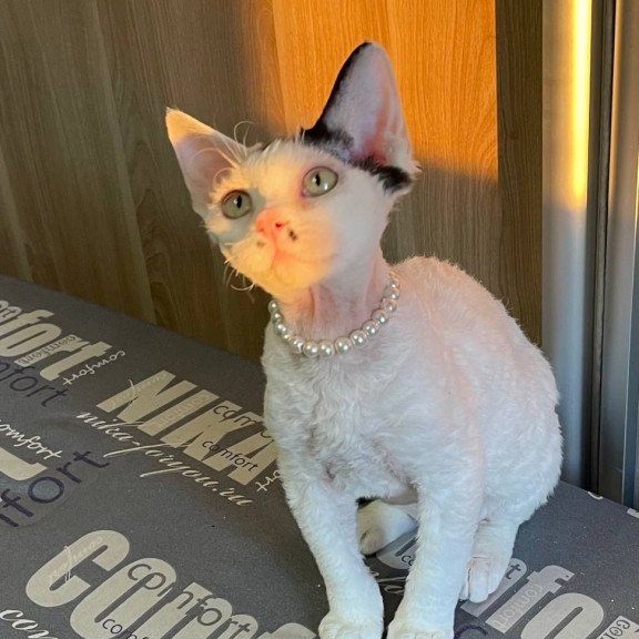 Devon Rex M Bucks
