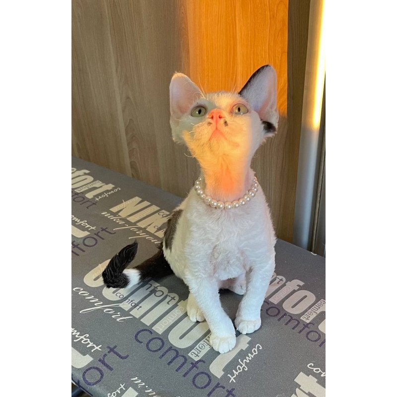 Devon Rex M Bucks
