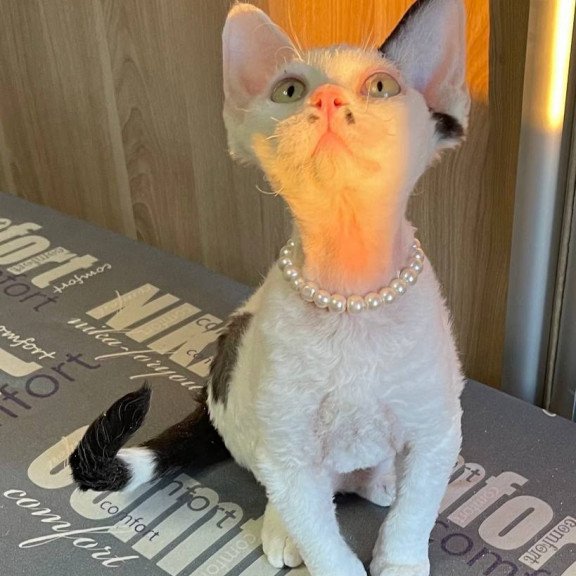 Devon Rex M Bucks
