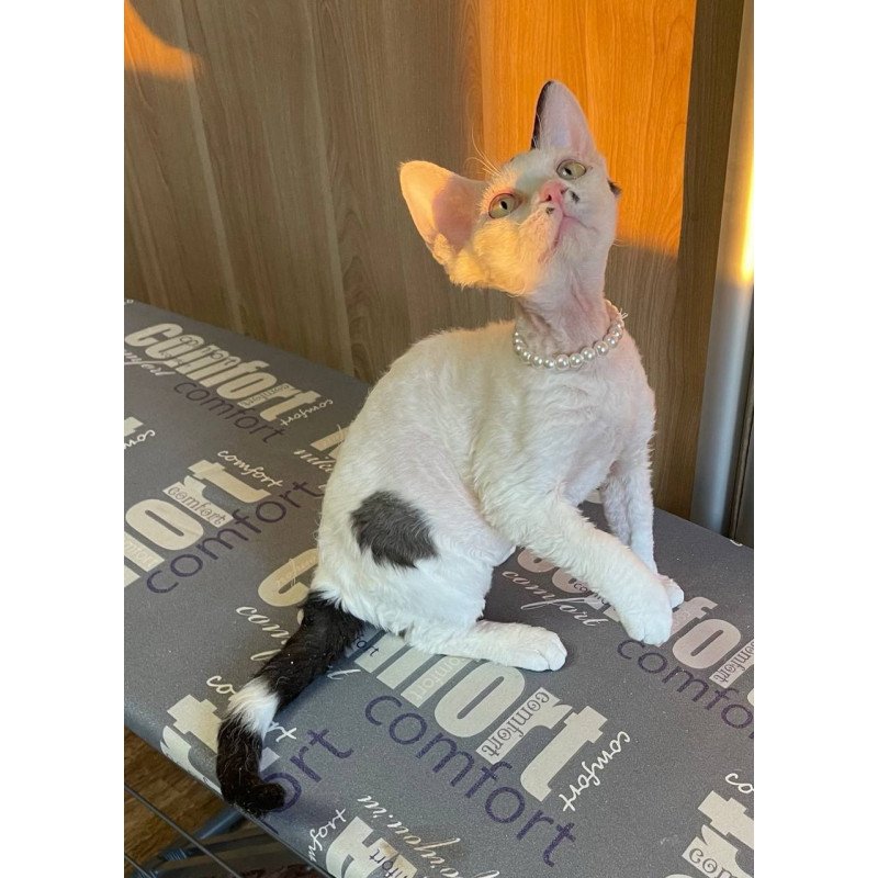 Devon Rex M Bucks