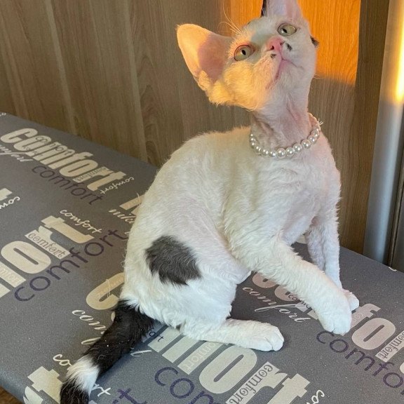 Devon Rex M Bucks