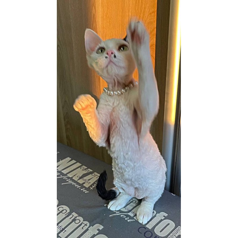 Devon Rex M Bucks