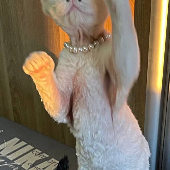Devon Rex M Bucks