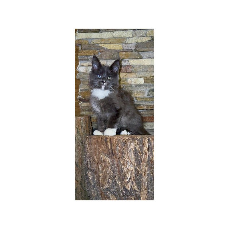 Maine Coon Alva Crystal