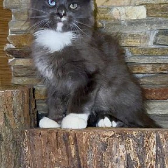 Maine Coon Alva Crystal