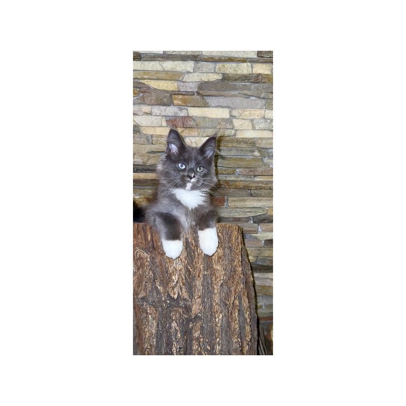Maine Coon Alva Crystal