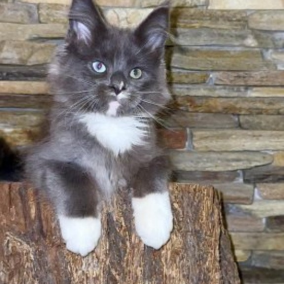 Maine Coon Alva Crystal