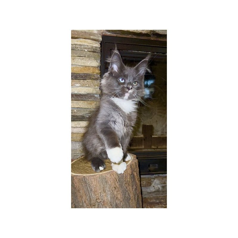 Maine Coon Alva Crystal