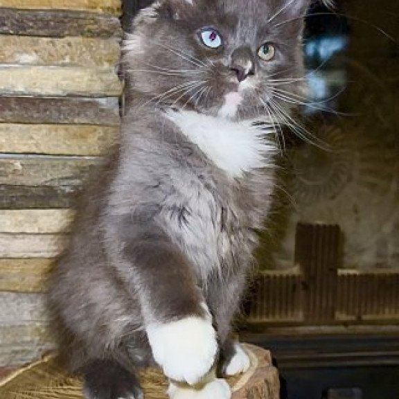 Maine Coon Alva Crystal