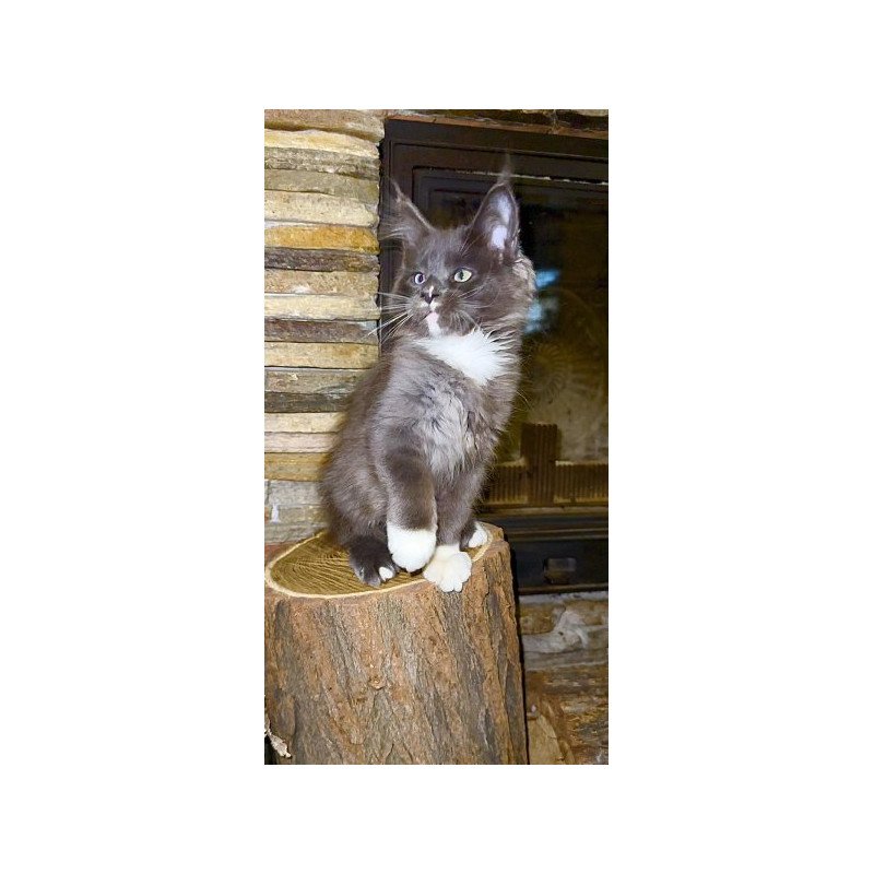 Maine Coon Alva Crystal