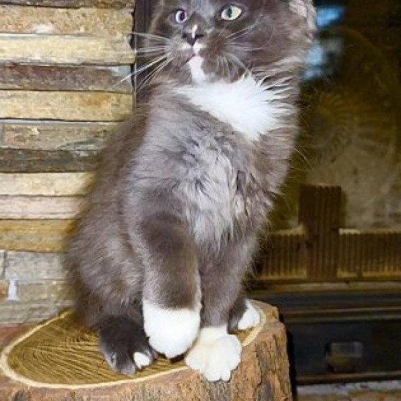 Maine Coon Alva Crystal