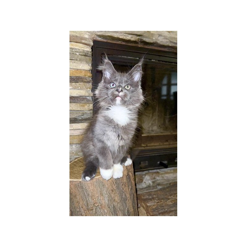 Maine Coon Alva Crystal