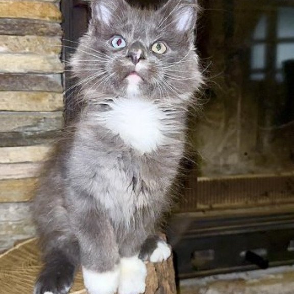 Maine Coon Alva Crystal