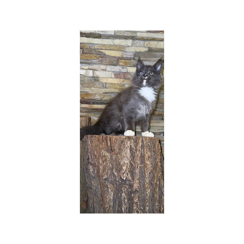 Maine Coon Alva Crystal