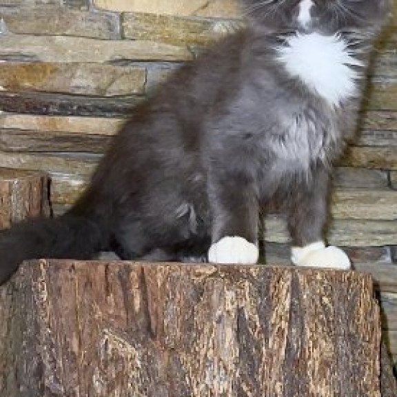 Maine Coon Alva Crystal