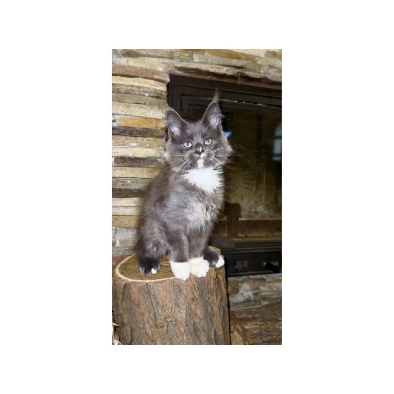 Maine Coon Alva Crystal