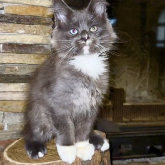 Maine Coon Alva Crystal