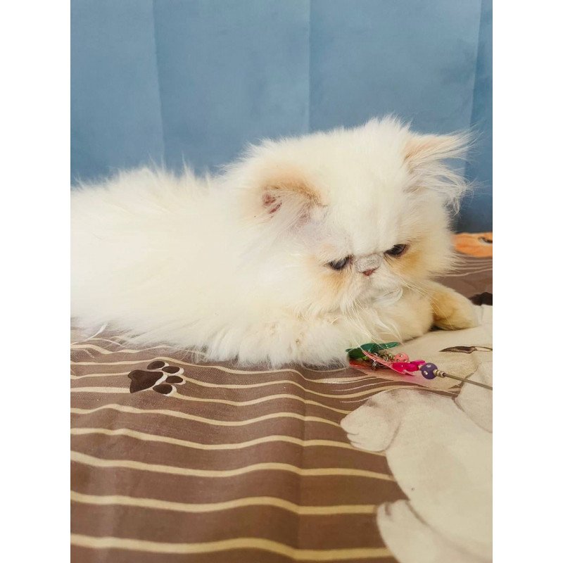 Persian POLIN Disney