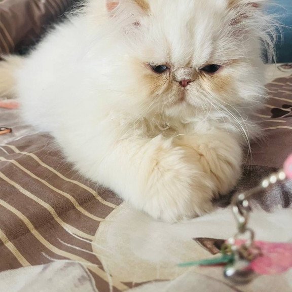 Persian POLIN Disney