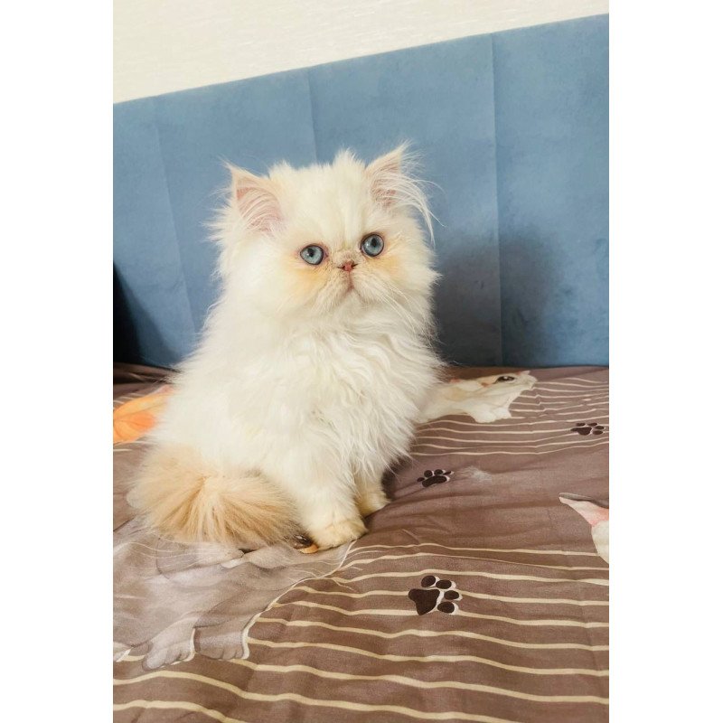 Persian POLIN Disney