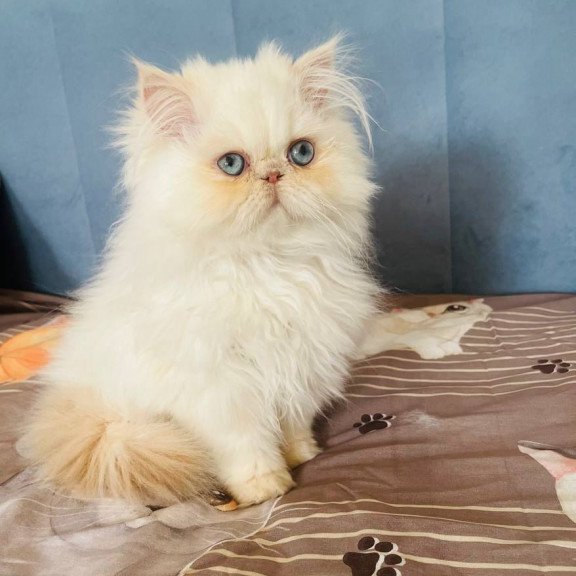 Persian POLIN Disney