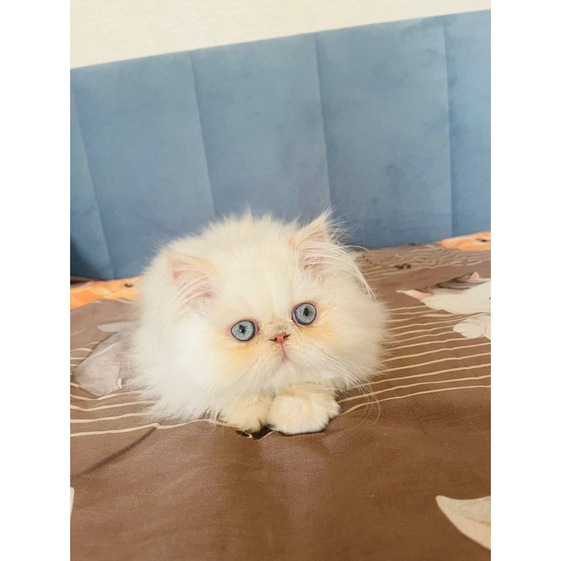 Persian POLIN Disney
