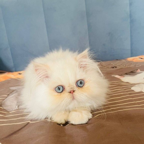 Persian POLIN Disney