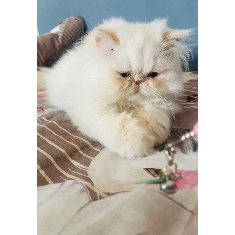 Persian POLIN Disney