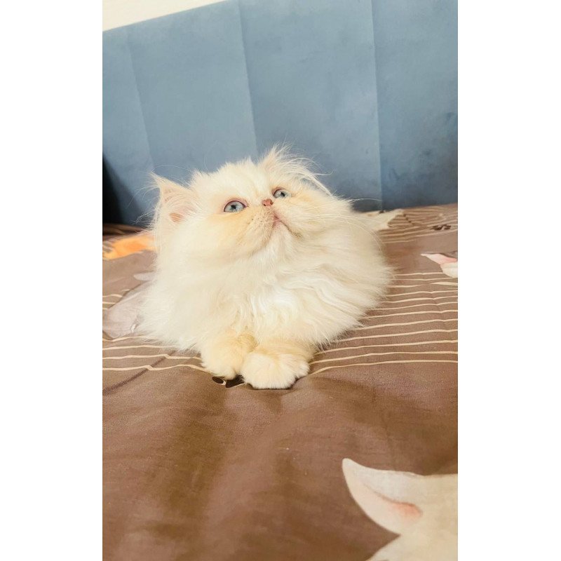 Persian POLIN Disney