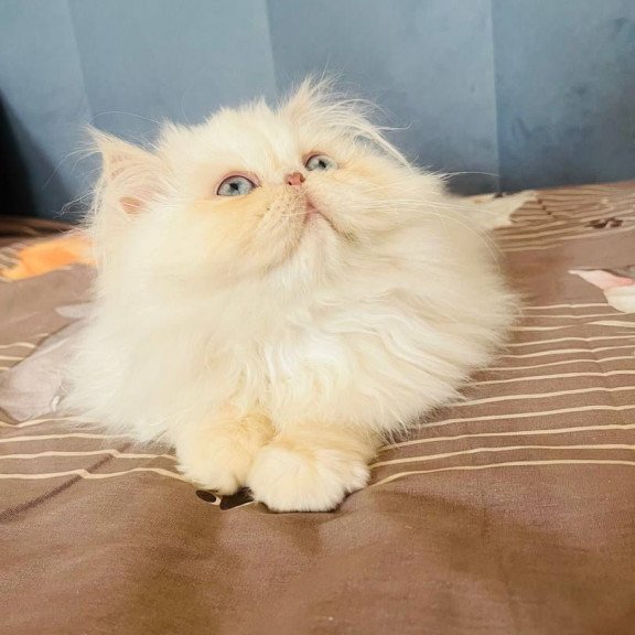 Persian POLIN Disney