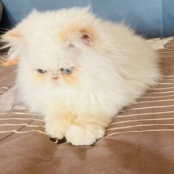 Persian POLIN Disney