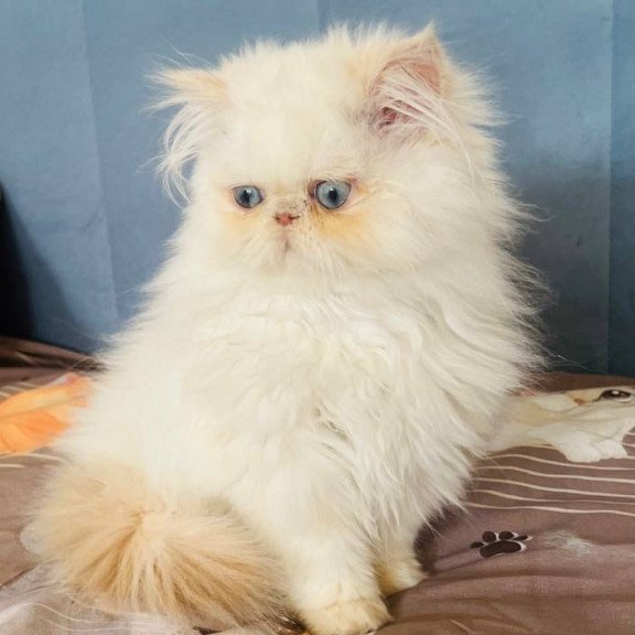 Persian POLIN Disney