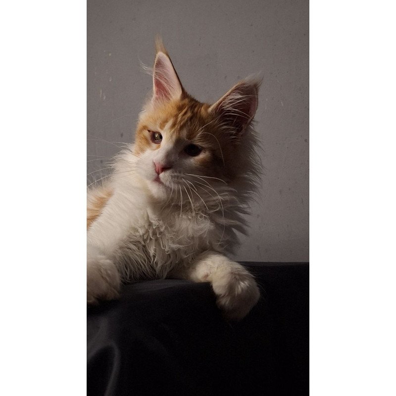 Maine Coon EZ Galactica