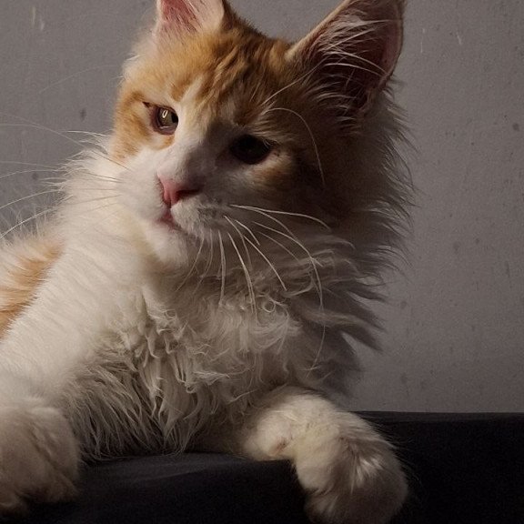 Maine Coon EZ Galactica