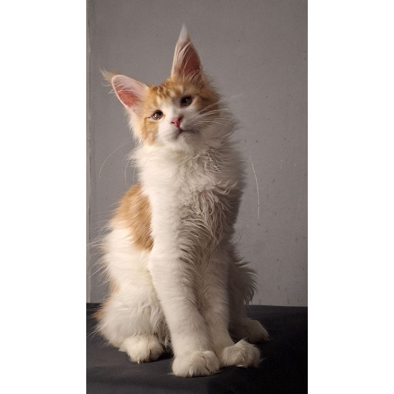 Maine Coon EZ Galactica