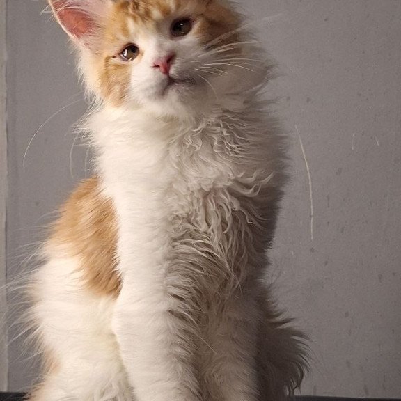 Maine Coon EZ Galactica