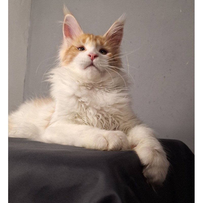 Maine Coon EZ Galactica