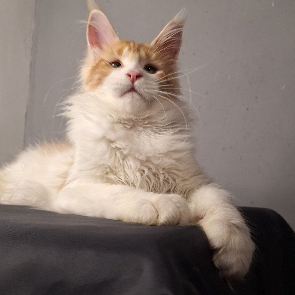 Maine Coon EZ Galactica