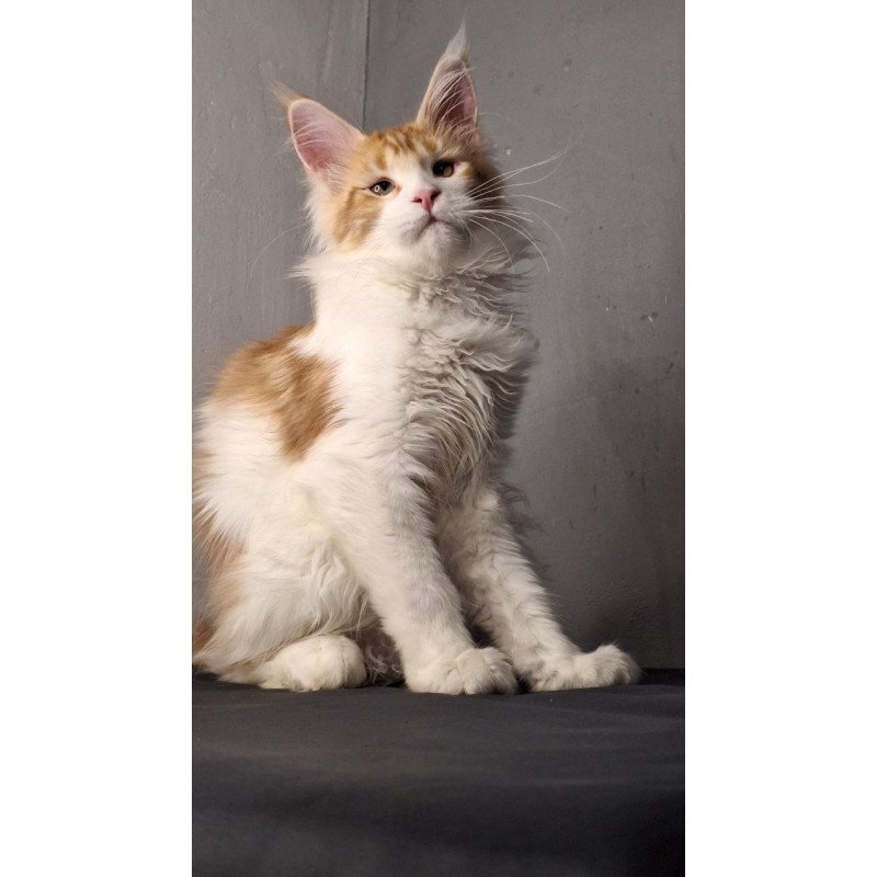 Maine Coon EZ Galactica